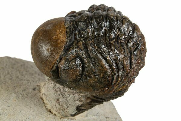 Bargain Austerops & Morocops Trilobite Fossils - 2 to 3
